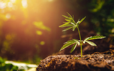 ¿CÓMO GERMINAR SEMILLAS DE CANNABIS?