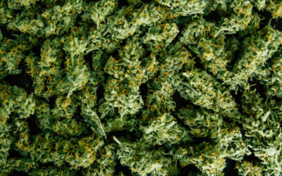 ¿DONDE COMPRAR CANNABIS DE CALIDAD?